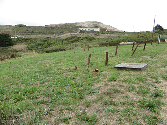 holes dug for dog yard obstacle course